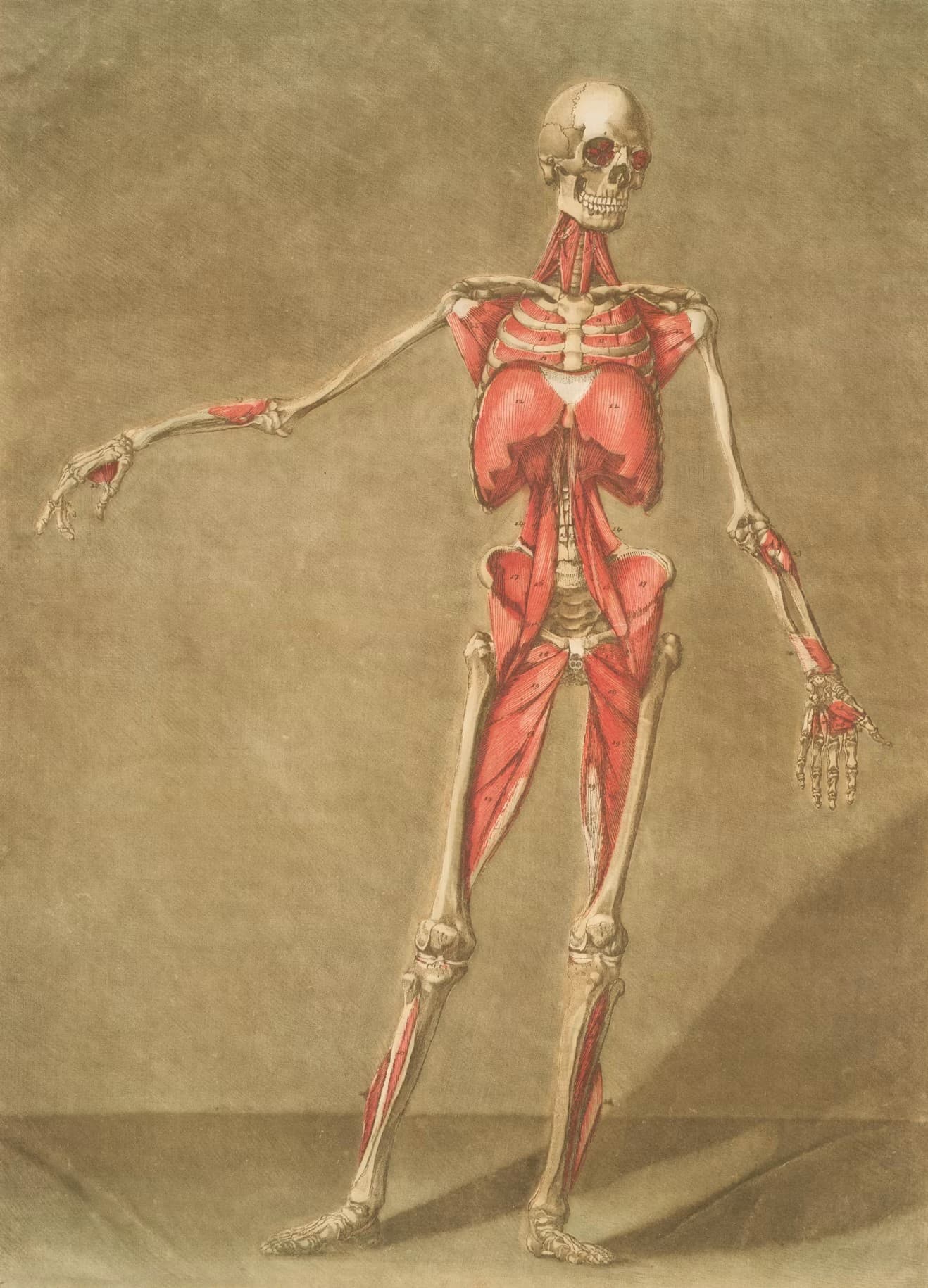 Anatomical drawing of the human skeleton and muscles used for system-by-system study